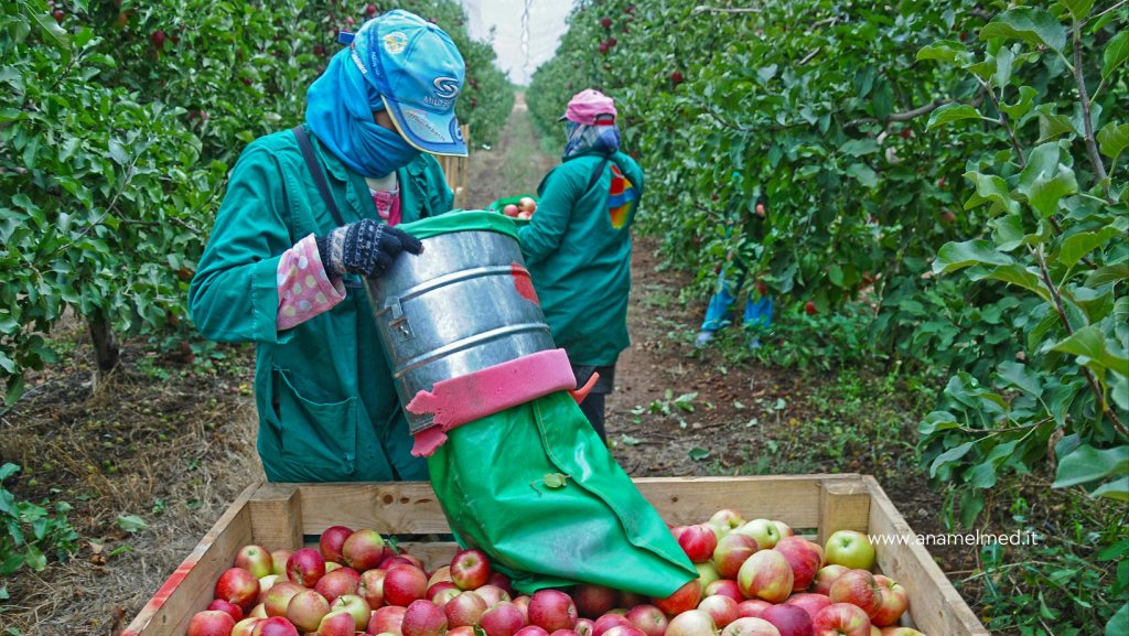 La sorveglianza sanitaria per i lavoratori agricoli