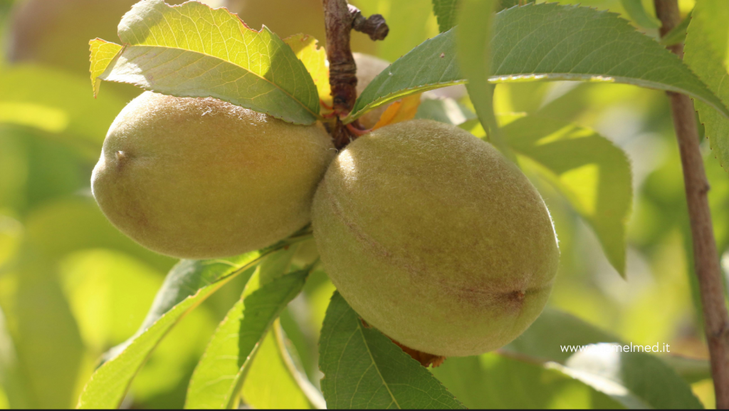 Utilizzo di fungicidi: un rischio per la salute dei lavoratori agricoli