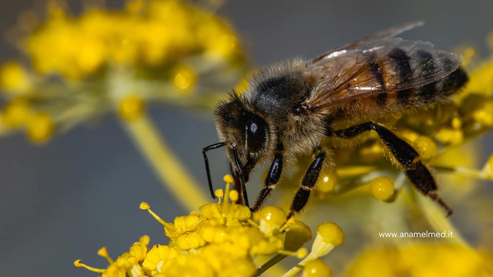 Punture di api e vespe i rischi, i casi, le misure preventive dei lavoratori outdoor